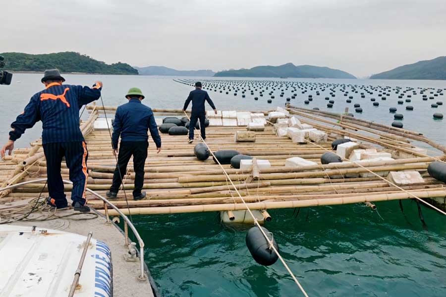 Thanh niên 9X thành công mô hình nuôi hàu ghép cá  Tạp chí Thủy sản Việt  Nam